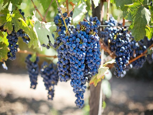 Resveratrol: A Natural Health Guardian